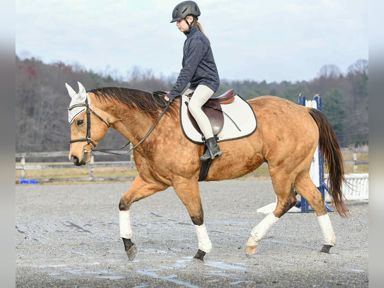 American Quarter Horse Gelding 6 years 15,1 hh Buckskin in New Holland