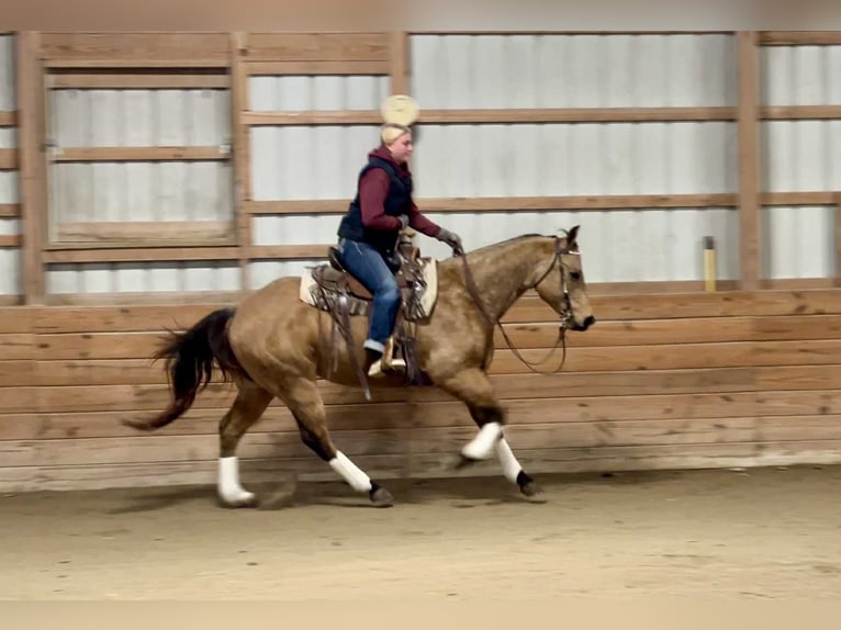 American Quarter Horse Gelding 6 years 15,1 hh Buckskin in New Holland