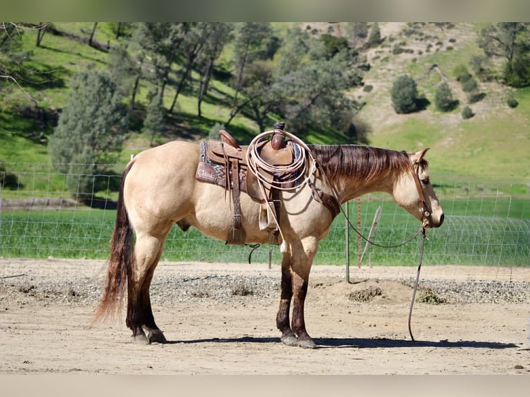 American Quarter Horse Gelding 6 years 15,1 hh Buckskin in Tres Pinos