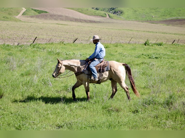 American Quarter Horse Gelding 6 years 15,1 hh Buckskin in Tres Pinos