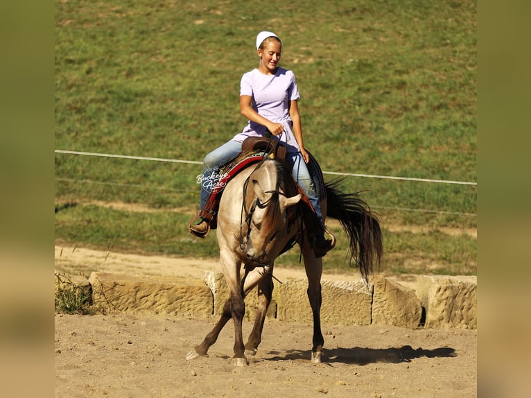 American Quarter Horse Mix Gelding 6 years 15,1 hh Buckskin in Millersburg oh