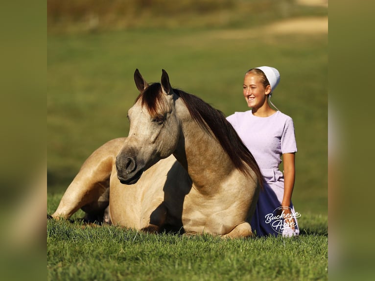 American Quarter Horse Mix Gelding 6 years 15,1 hh Buckskin in Millersburg oh