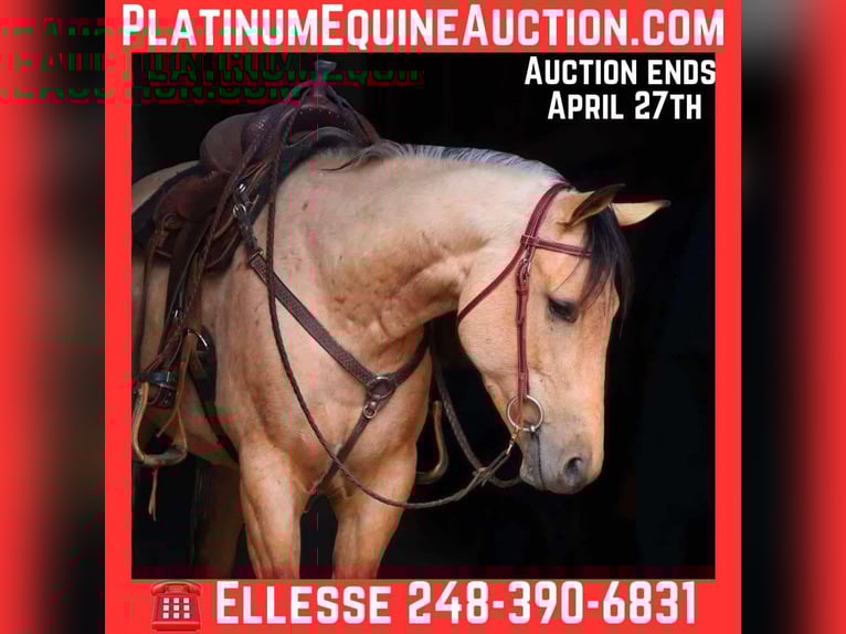 American Quarter Horse Gelding 6 years 15,1 hh Buckskin in Howell, MI