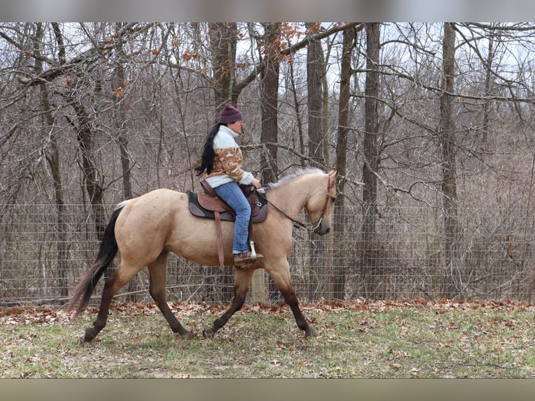 American Quarter Horse Gelding 6 years 15,1 hh Buckskin in Howell, MI