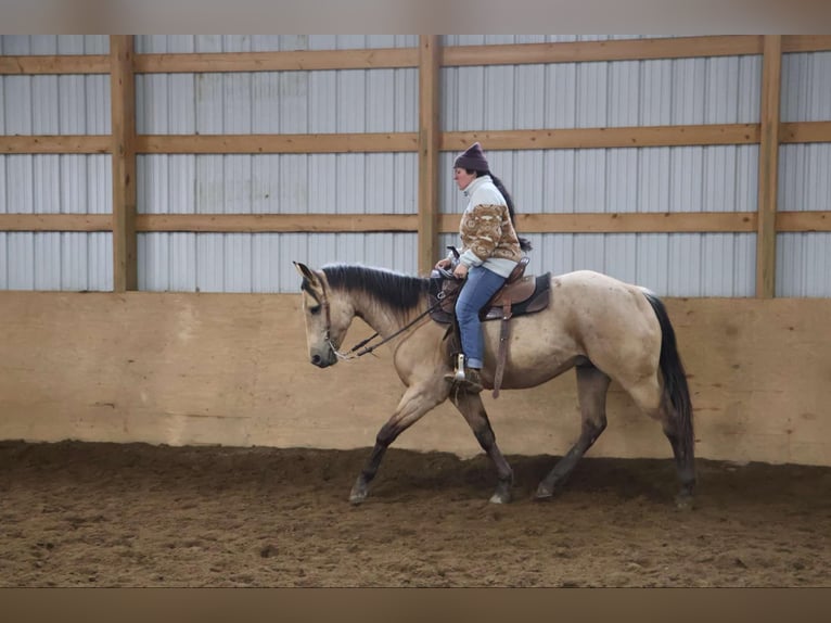 American Quarter Horse Gelding 6 years 15,1 hh Buckskin in Howell, MI