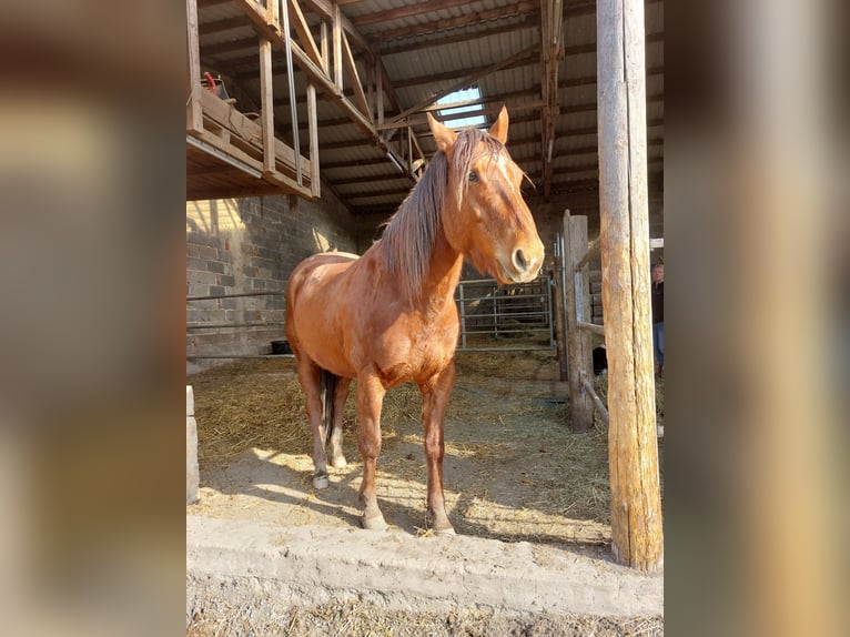American Quarter Horse Gelding 6 years 15,1 hh Chestnut in Allendorf (Eder) Bromskirchen