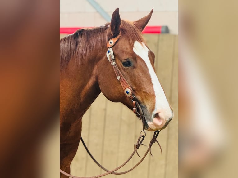 American Quarter Horse Gelding 6 years 15,1 hh Chestnut-Red in Hennef