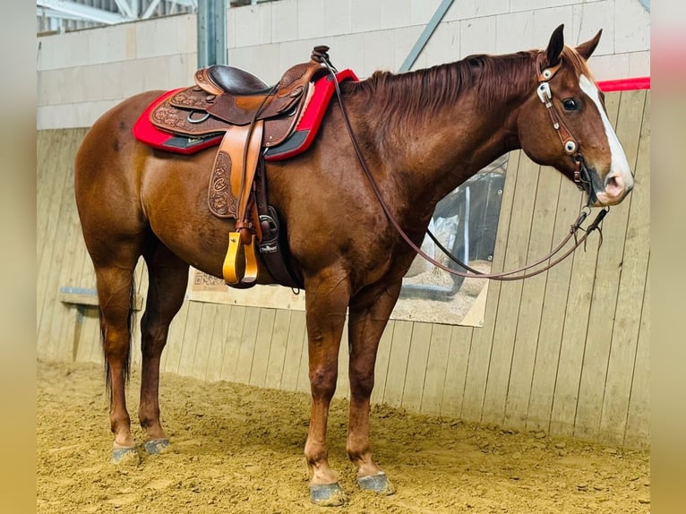 American Quarter Horse Gelding 6 years 15,1 hh Chestnut-Red in Hennef