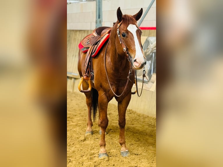 American Quarter Horse Gelding 6 years 15,1 hh Chestnut-Red in Hennef