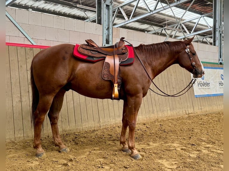 American Quarter Horse Gelding 6 years 15,1 hh Chestnut-Red in Hennef