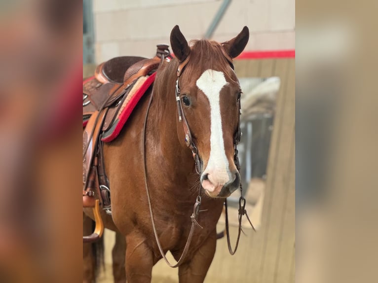 American Quarter Horse Gelding 6 years 15,1 hh Chestnut-Red in Hennef