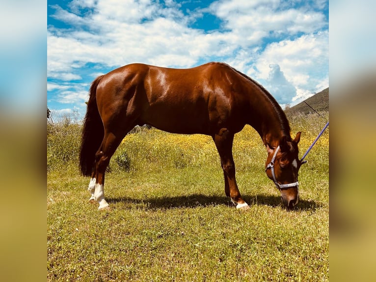 American Quarter Horse Gelding 6 years 15,1 hh Chestnut in albenga