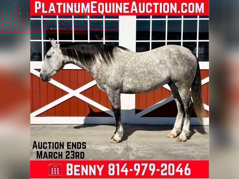 American Quarter Horse Gelding 6 years 15,1 hh Grey-Dapple in Everett PA