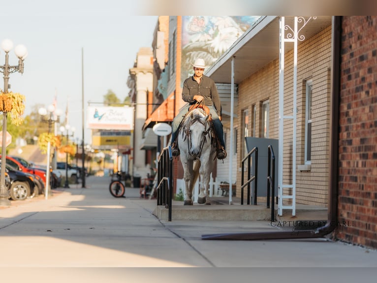 American Quarter Horse Gelding 6 years 15,1 hh Grey in Lewistown