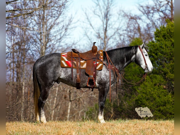 American Quarter Horse Gelding 6 years 15,1 hh Grey in Santa Fe