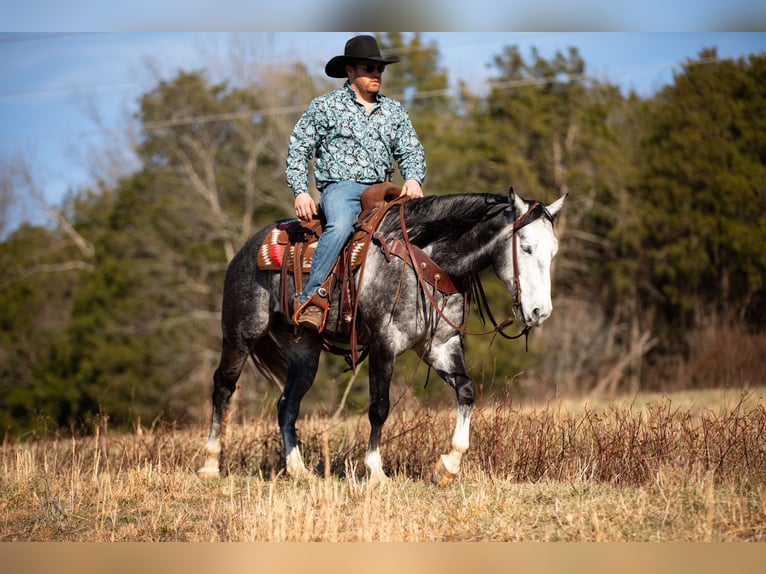 American Quarter Horse Gelding 6 years 15,1 hh Grey in Santa Fe