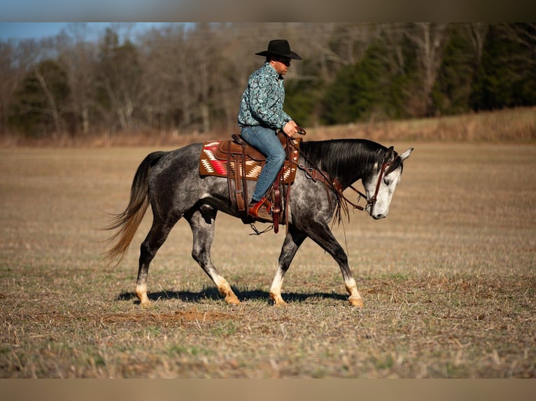 American Quarter Horse Gelding 6 years 15,1 hh Grey in Santa Fe