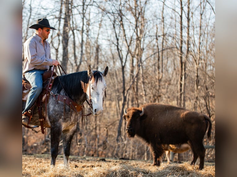 American Quarter Horse Gelding 6 years 15,1 hh Grey in Santa Fe