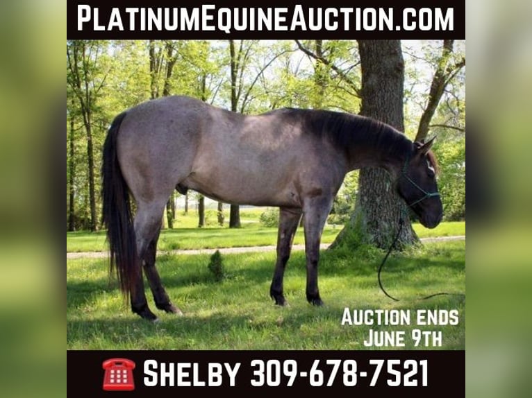 American Quarter Horse Gelding 6 years 15,1 hh Grullo in Vandalia, IL