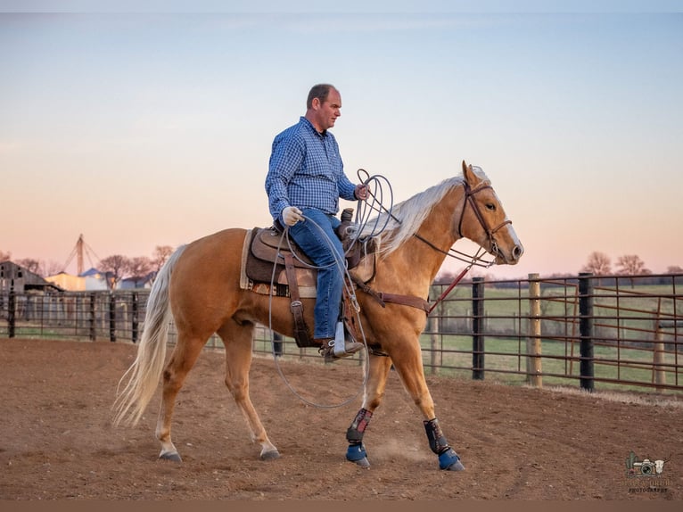 American Quarter Horse Gelding 6 years 15,1 hh Palomino in Trenton
