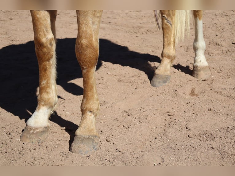 American Quarter Horse Gelding 6 years 15,1 hh Palomino in Wickenburg