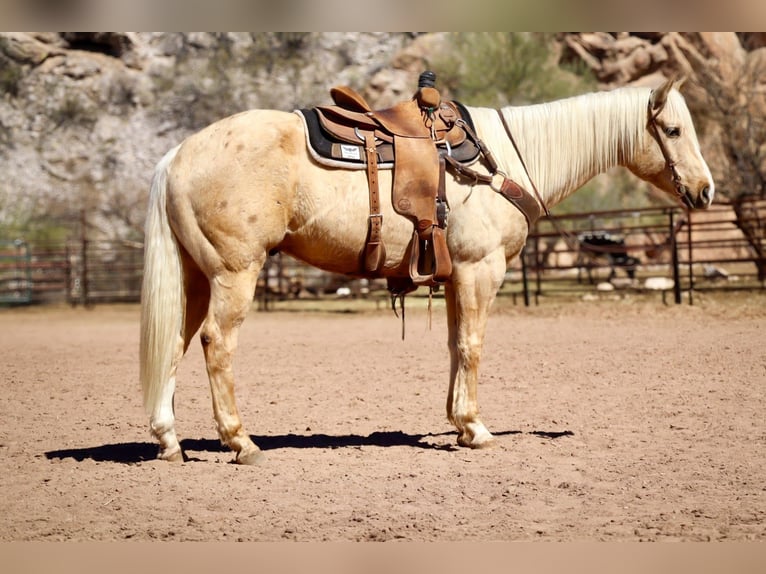 American Quarter Horse Gelding 6 years 15,1 hh Palomino in Wickenburg