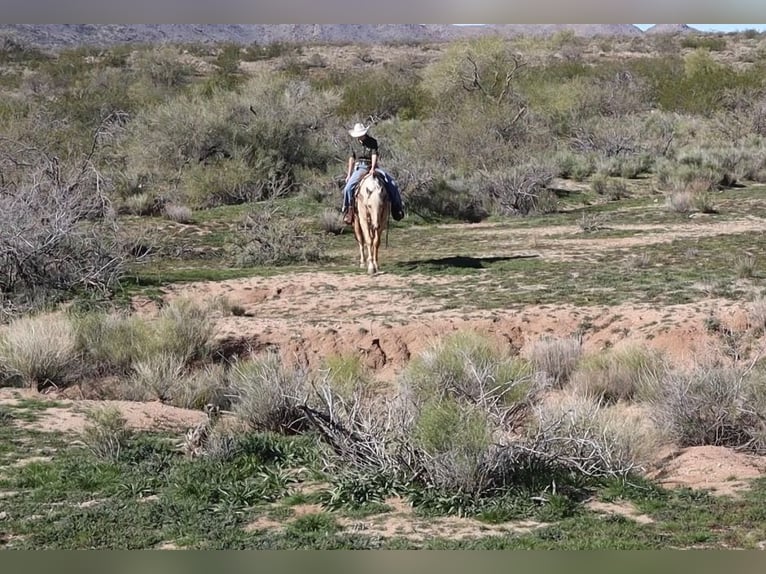 American Quarter Horse Gelding 6 years 15,1 hh Palomino in Wickenburg