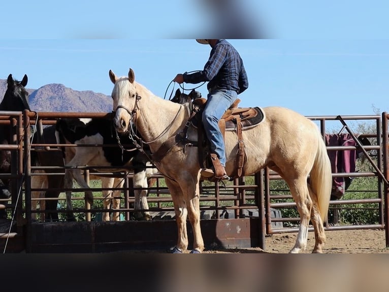 American Quarter Horse Gelding 6 years 15,1 hh Palomino in Wickenburg