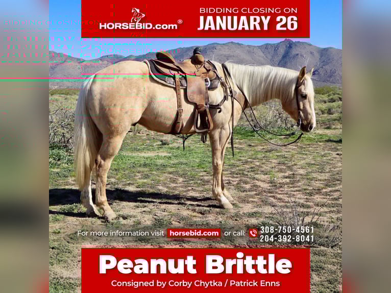 American Quarter Horse Gelding 6 years 15,1 hh Palomino in Wickenburg