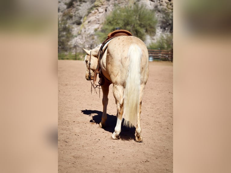 American Quarter Horse Gelding 6 years 15,1 hh Palomino in Wickenburg