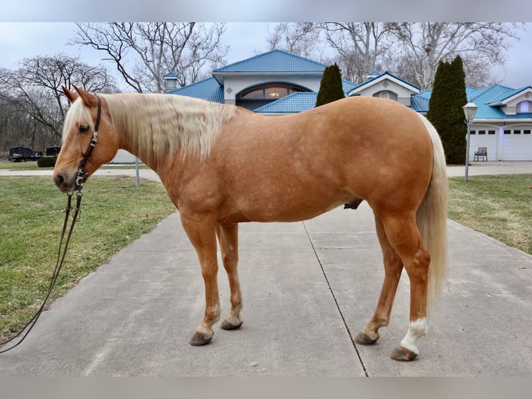 American Quarter Horse Gelding 6 years 15,1 hh Palomino in Lebanon