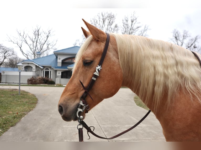 American Quarter Horse Gelding 6 years 15,1 hh Palomino in Lebanon