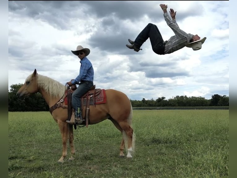 American Quarter Horse Gelding 6 years 15,1 hh Palomino in Lebanon