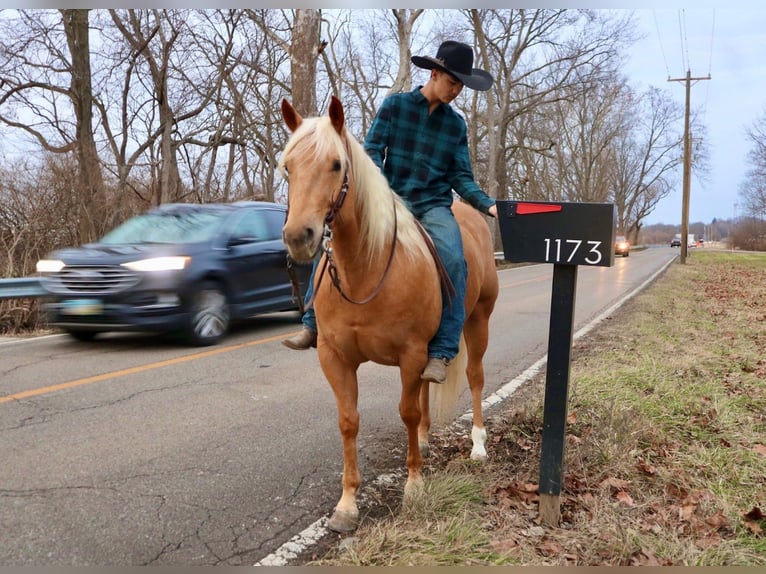 American Quarter Horse Gelding 6 years 15,1 hh Palomino in Lebanon