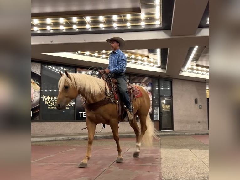 American Quarter Horse Gelding 6 years 15,1 hh Palomino in Lebanon