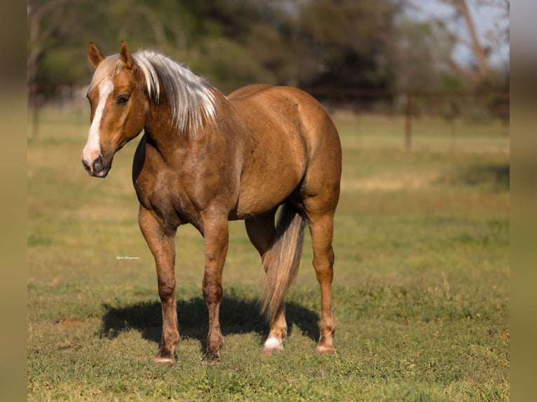 American Quarter Horse Gelding 6 years 15,1 hh Palomino in Weatherford