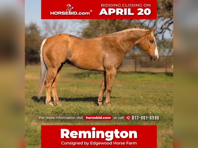 American Quarter Horse Gelding 6 years 15,1 hh Palomino in Weatherford