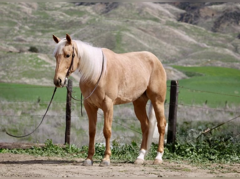 American Quarter Horse Gelding 6 years 15,1 hh Palomino in Paicines CA