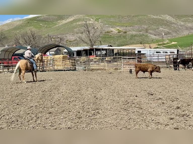 American Quarter Horse Gelding 6 years 15,1 hh Palomino in Paicines CA