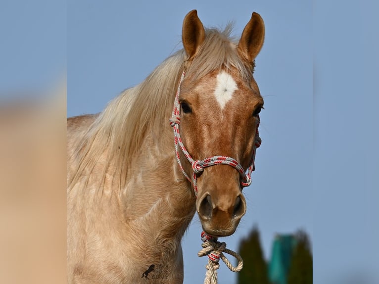 American Quarter Horse Gelding 6 years 15,1 hh Palomino in Mallorca