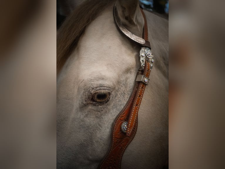 American Quarter Horse Gelding 6 years 15,1 hh Perlino in Nettersheim American Quarter Horse Gelding 6 years 15,1 hh Perlino in Nettersheim
