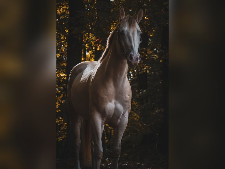 American Quarter Horse Gelding 6 years 15,1 hh Perlino in Nettersheim American Quarter Horse Gelding 6 years 15,1 hh Perlino in Nettersheim
