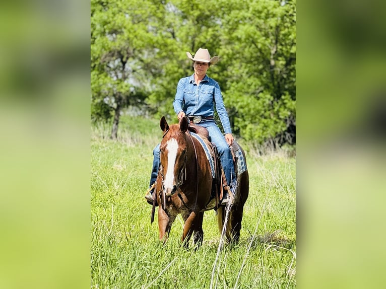 American Quarter Horse Gelding 6 years 15,1 hh Rabicano in Lake Lillian, MN