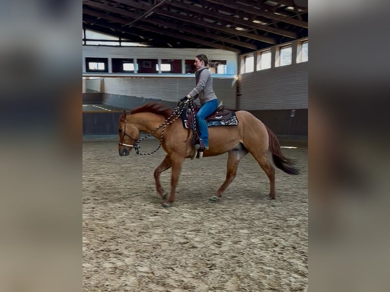 American Quarter Horse Gelding 6 years 15,1 hh Red Dun in Koberg