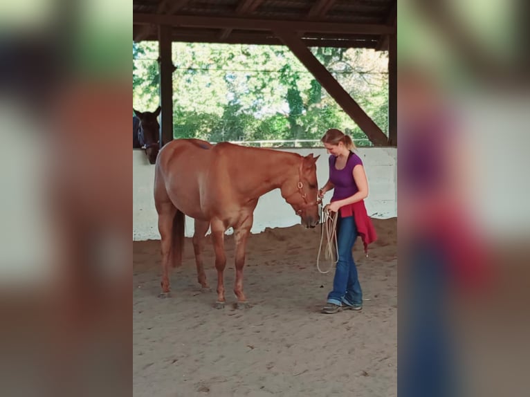 American Quarter Horse Gelding 6 years 15,1 hh Red Dun in Koberg