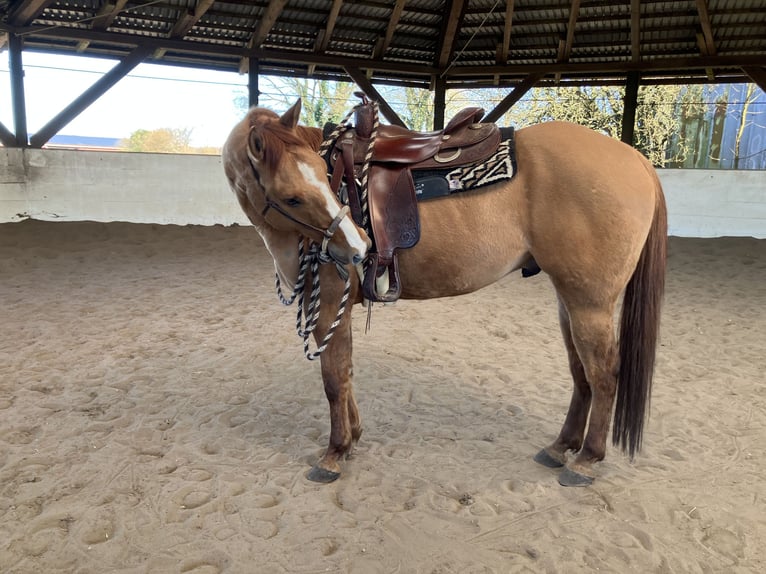 American Quarter Horse Gelding 6 years 15,1 hh Red Dun in Koberg