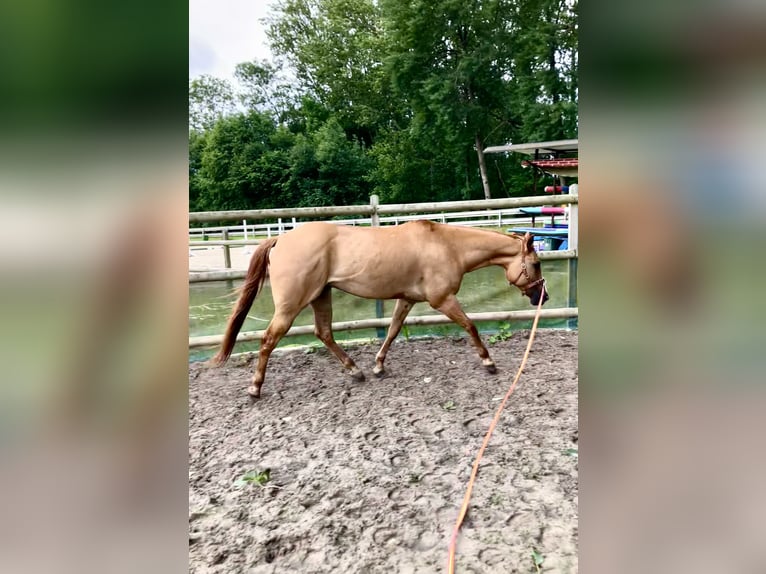 American Quarter Horse Gelding 6 years 15,1 hh Red Dun in Koberg