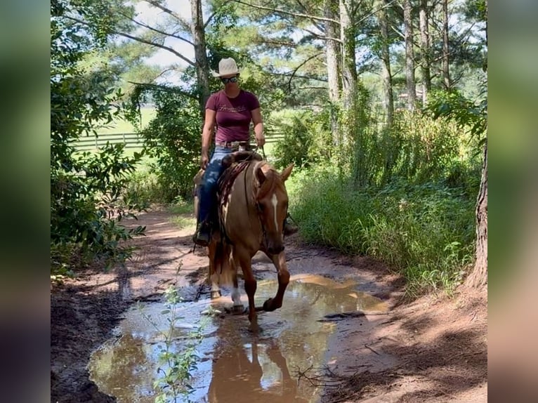 American Quarter Horse Gelding 6 years 15,1 hh Red Dun in Johnston