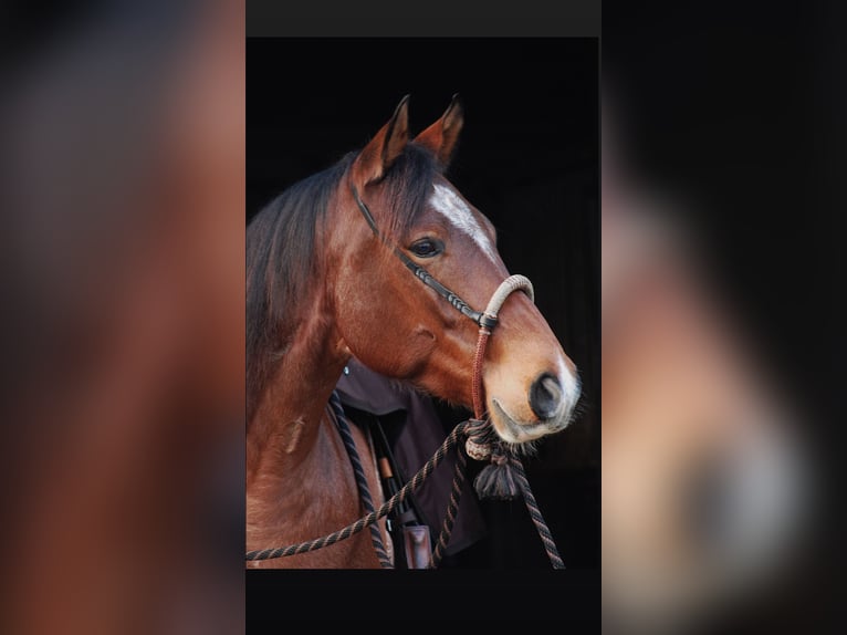 American Quarter Horse Gelding 6 years 15,1 hh Roan-Bay in Issum