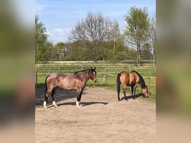 American Quarter Horse Gelding 6 years 15,1 hh Roan-Bay in Issum